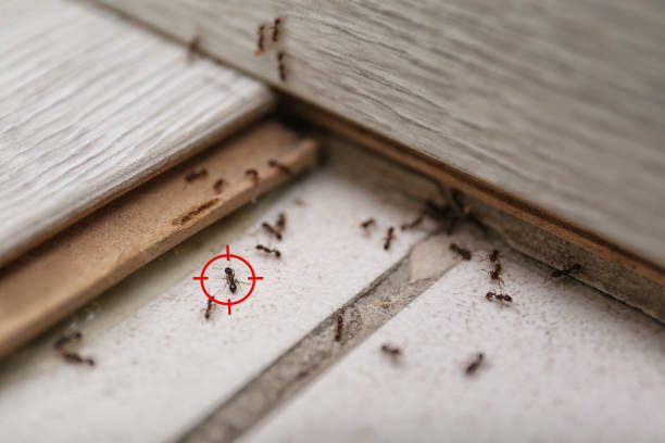 Best Emergency Pest Control  in Arcadia, WI