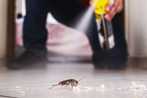 Best Wasp Removal Services  in Arcadia, WI